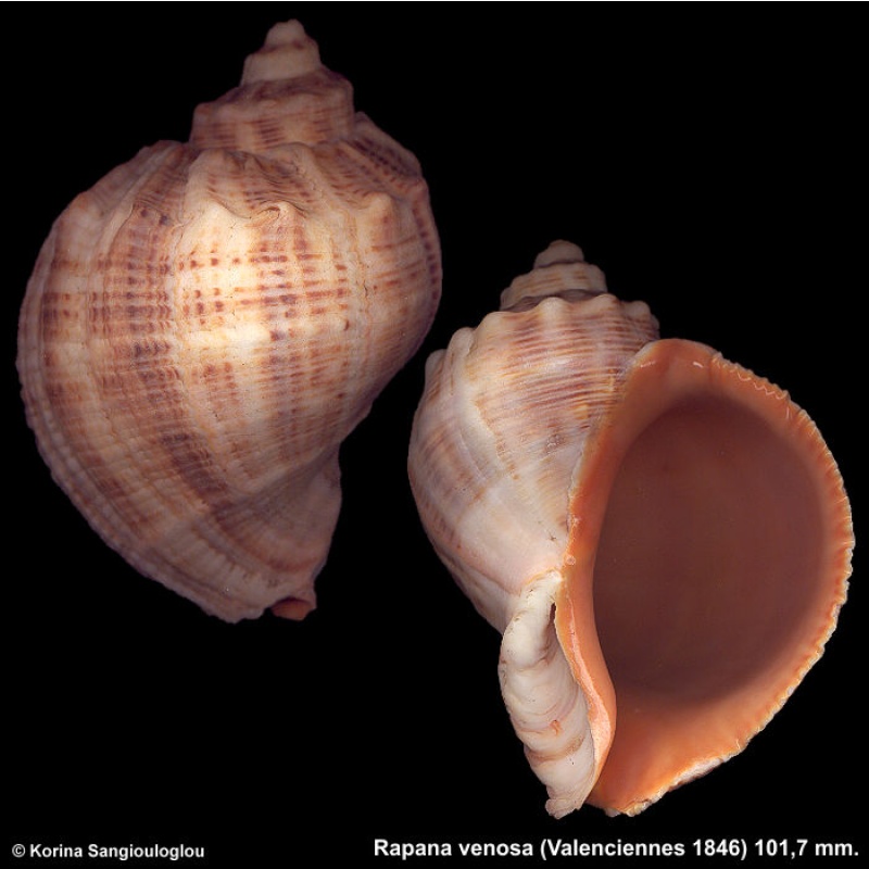 Rapana venosa Gorgeous!