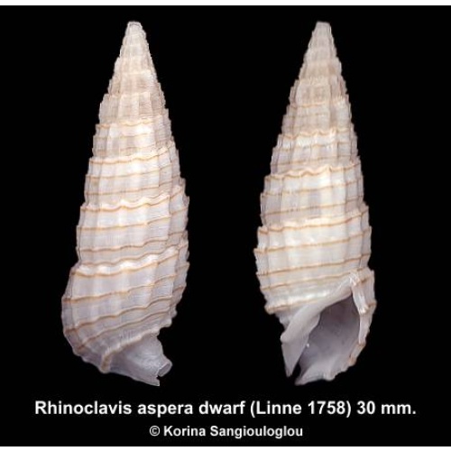 Rhinoclavis aspera dwarf Gorgeous!