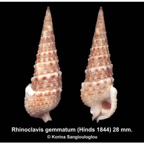 Rhinoclavis gemmatum Gorgeous Uncommon!