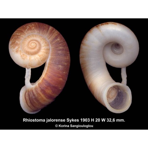 Rhiostoma jalorense Outstanding!