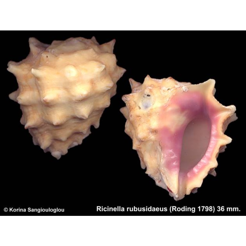 Ricinella rubusidaeus Gorgeous Yellow!