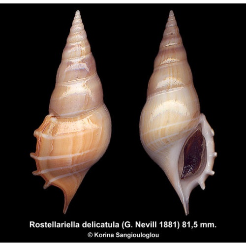 Rostellariella delicatula Gorgeous!