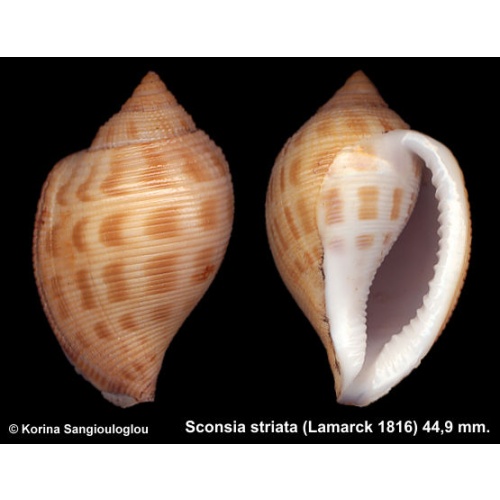 Sconsia striata Gorgeous Rare Superb Thick!