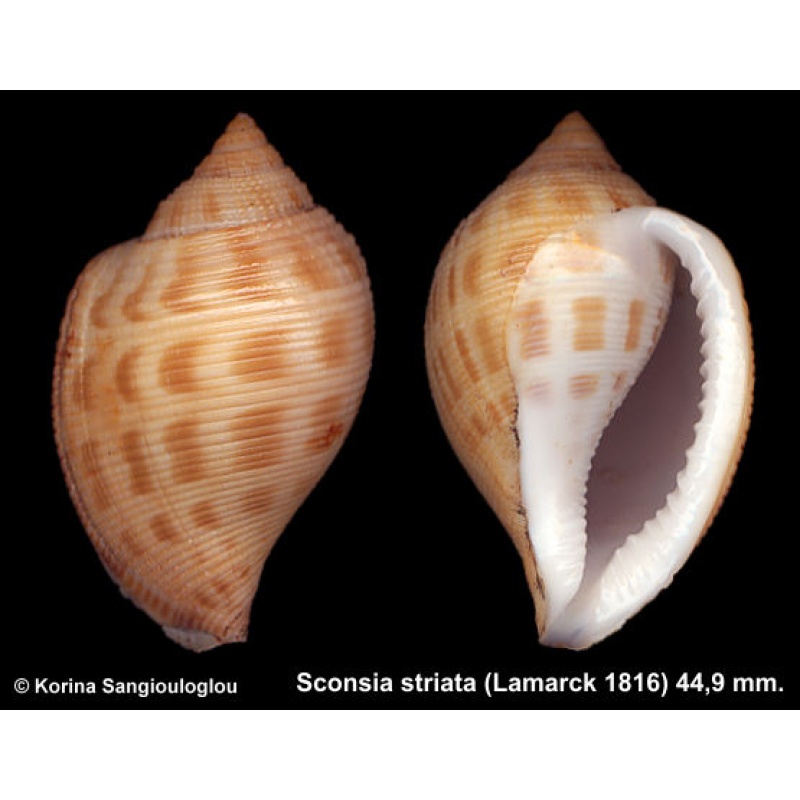 Sconsia striata Gorgeous Rare Superb Thick!