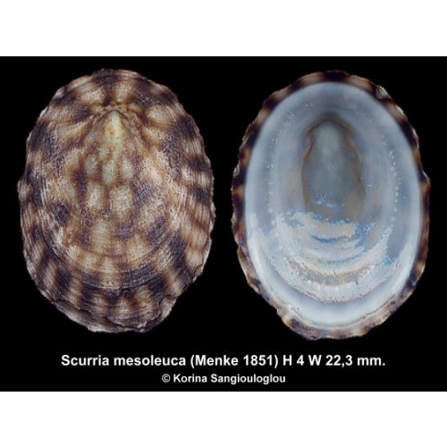 Scurria mesoleuca Outstanding Elongated Rare!