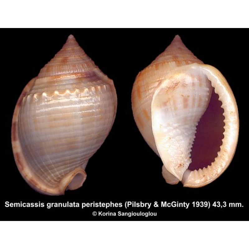 Semicassis granulata peristephes Gorgeous Superb!