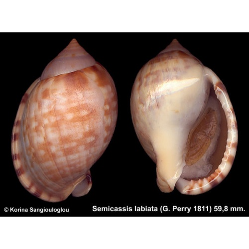 Semicassis labiata Gorgeous Large!