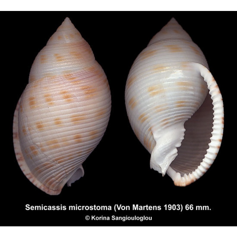 Semicassis microstoma Gorgeous!