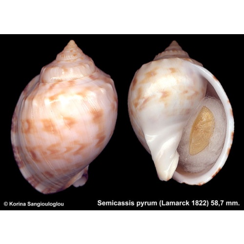 Semicassis pyrum Gorgeous Globose!