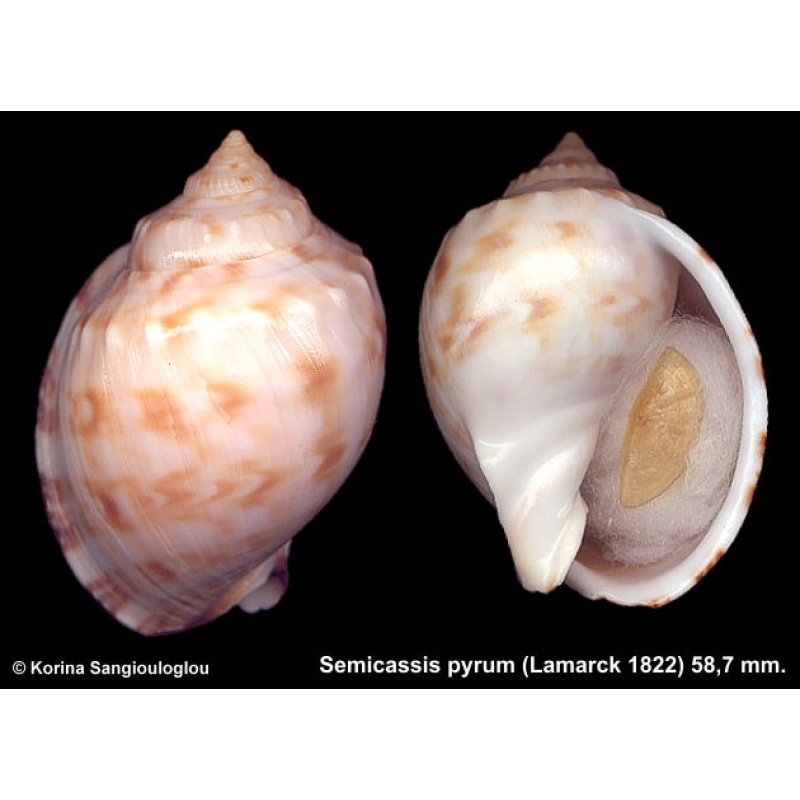 Semicassis pyrum Gorgeous Globose!