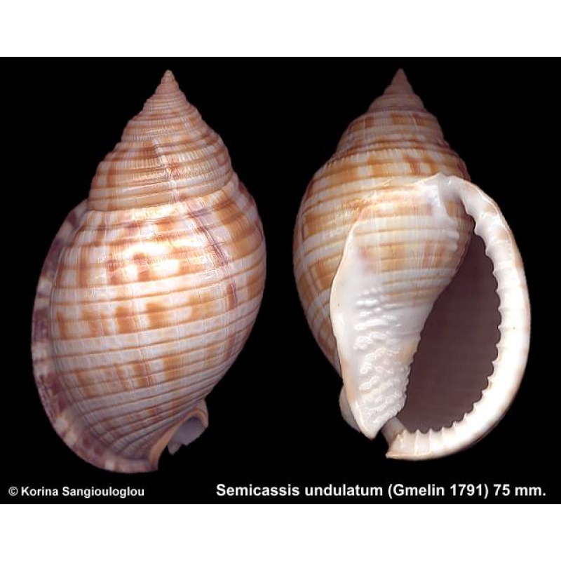 Semicassis undulatum Gorgeous!