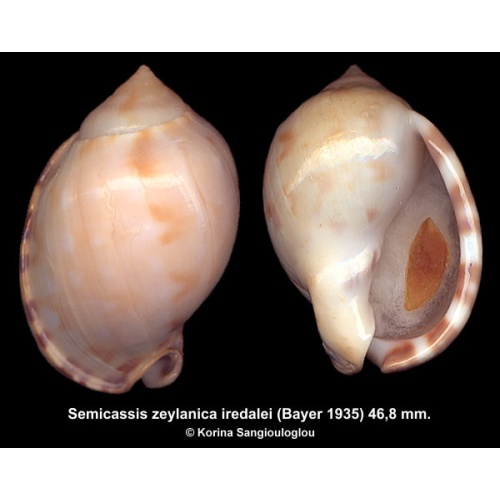 Semicassis zeylanica iredalei Gorgeous Rare Subspecies!