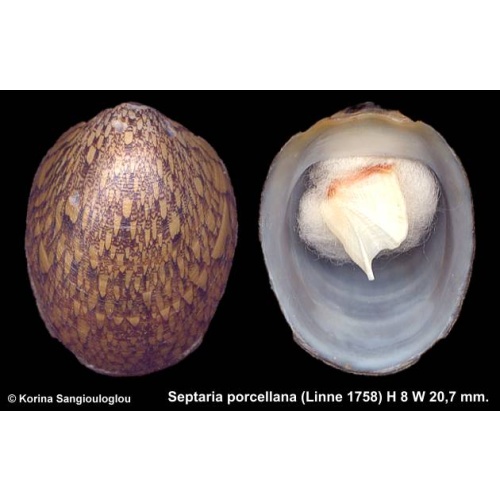 Septaria porcellana Gorgeous!