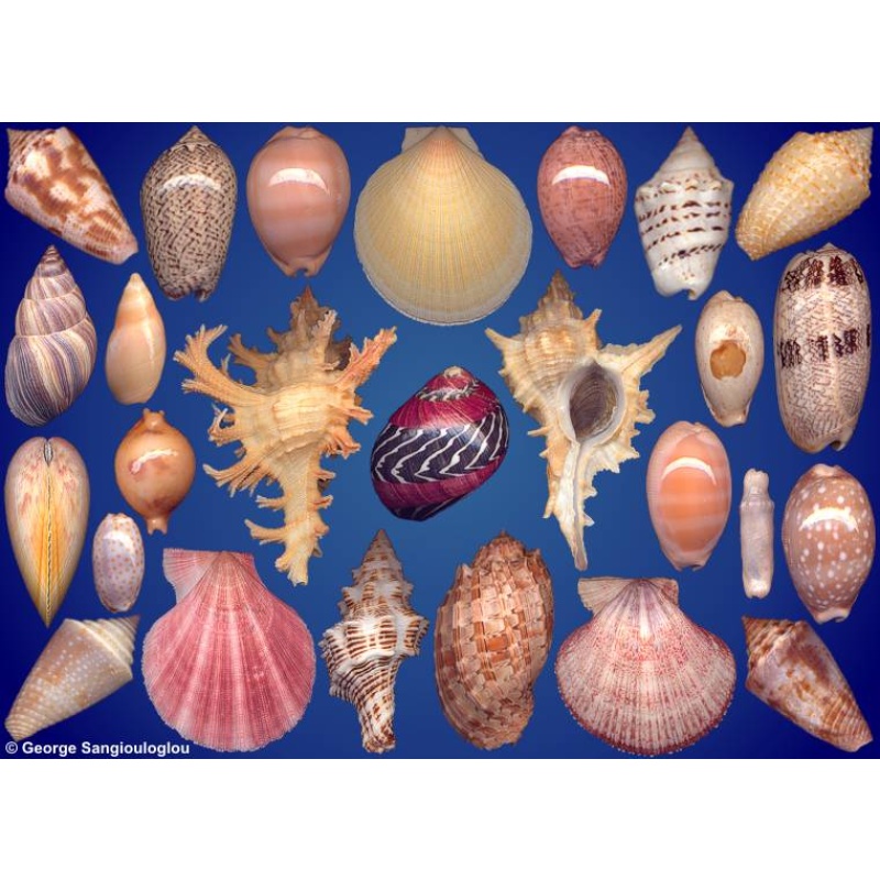 Seashells composition from auction April 2024