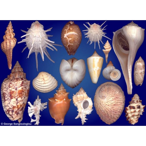 Seashells composition from auction April 2025