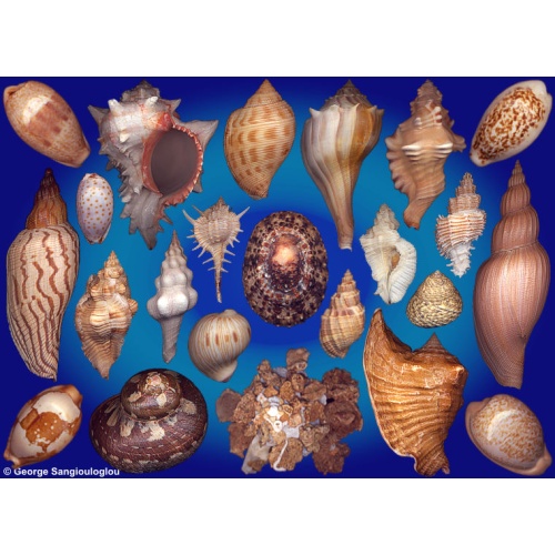 Seashells composition from auction April 2026
