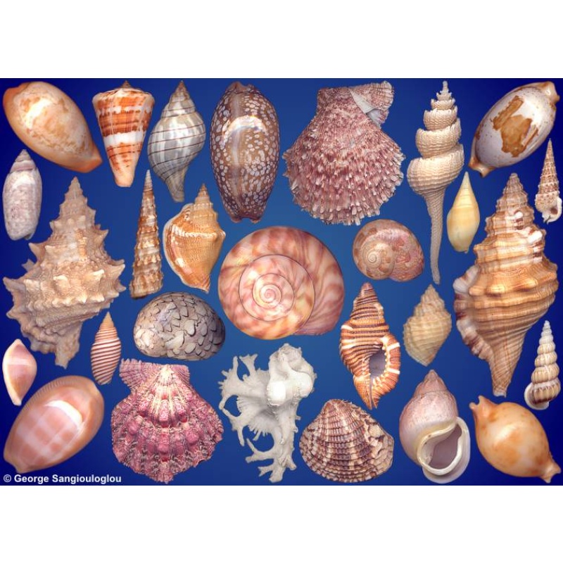 Seashells composition from auction August 2024