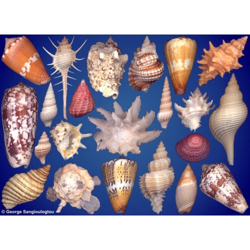 Seashells composition from auction August 2025
