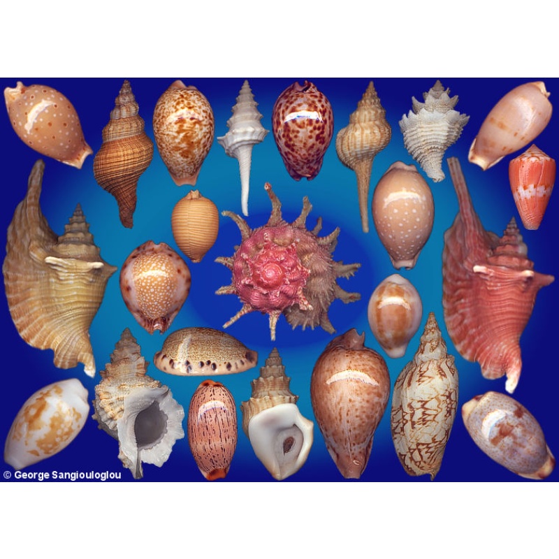 Seashells composition from auction August 2026