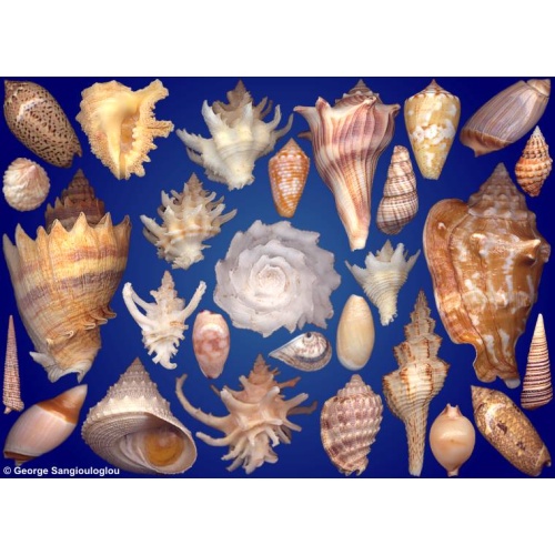 Seashells composition from auction December 2024