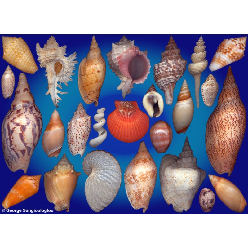 Seashells composition from auction December 2025