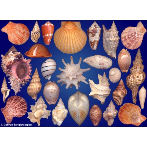 Seashells composition from auction February 2025