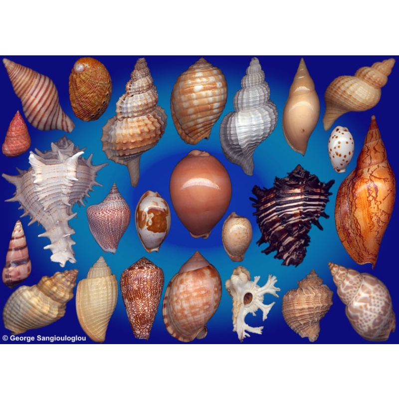 Seashells composition from auction February 2026