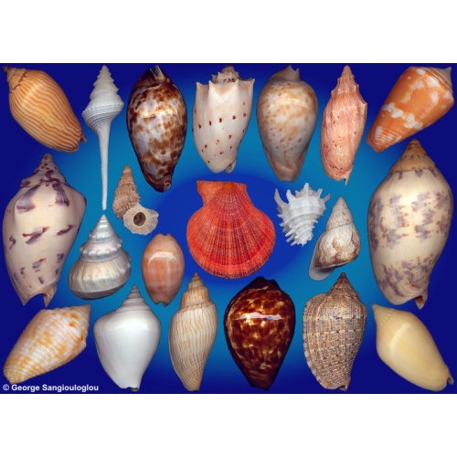 Seashells composition from auction January 2026