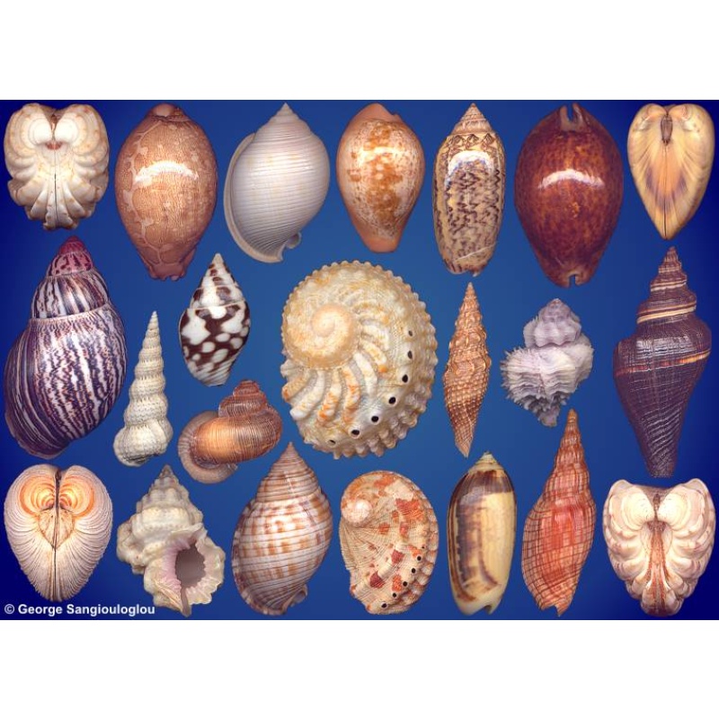 Seashells composition from auction July 2024