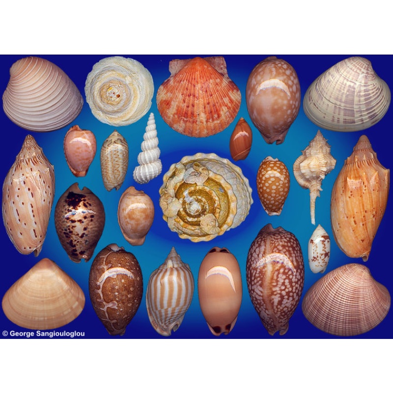 Seashells composition from auction July 2026