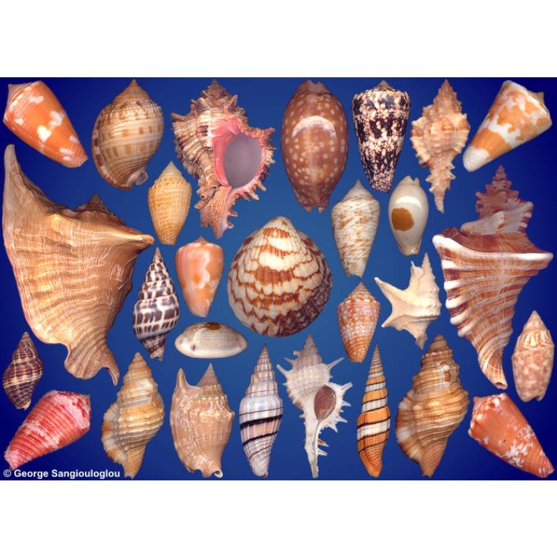 Seashells composition from auction July 2025
