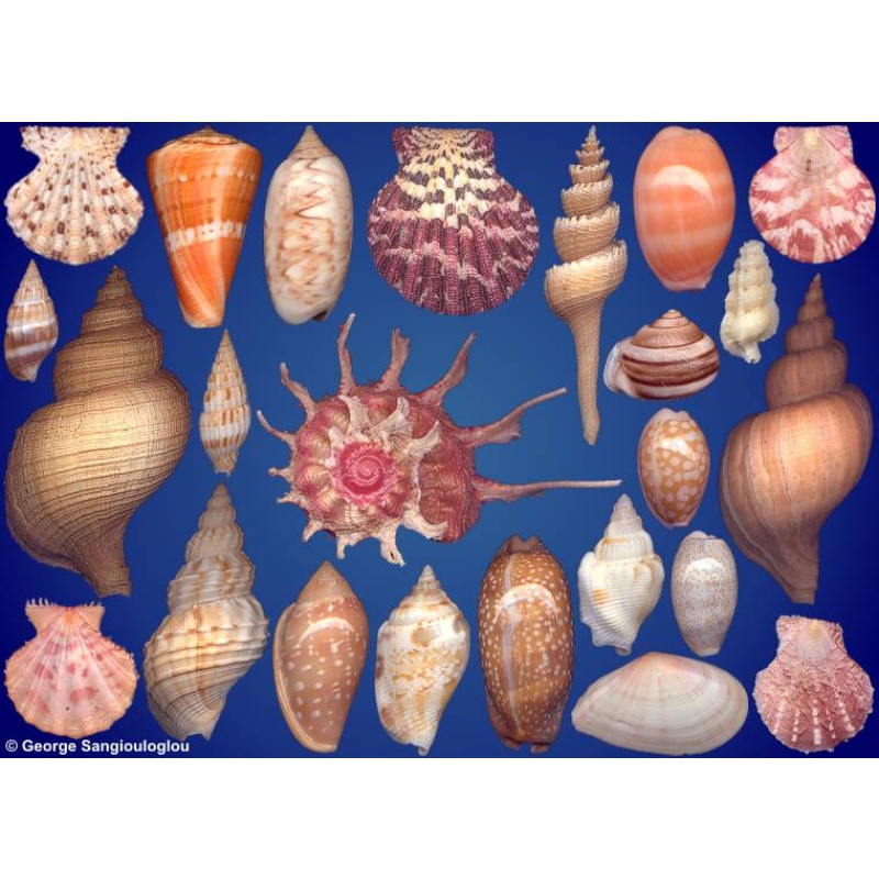 Seashells composition from auction June 2024
