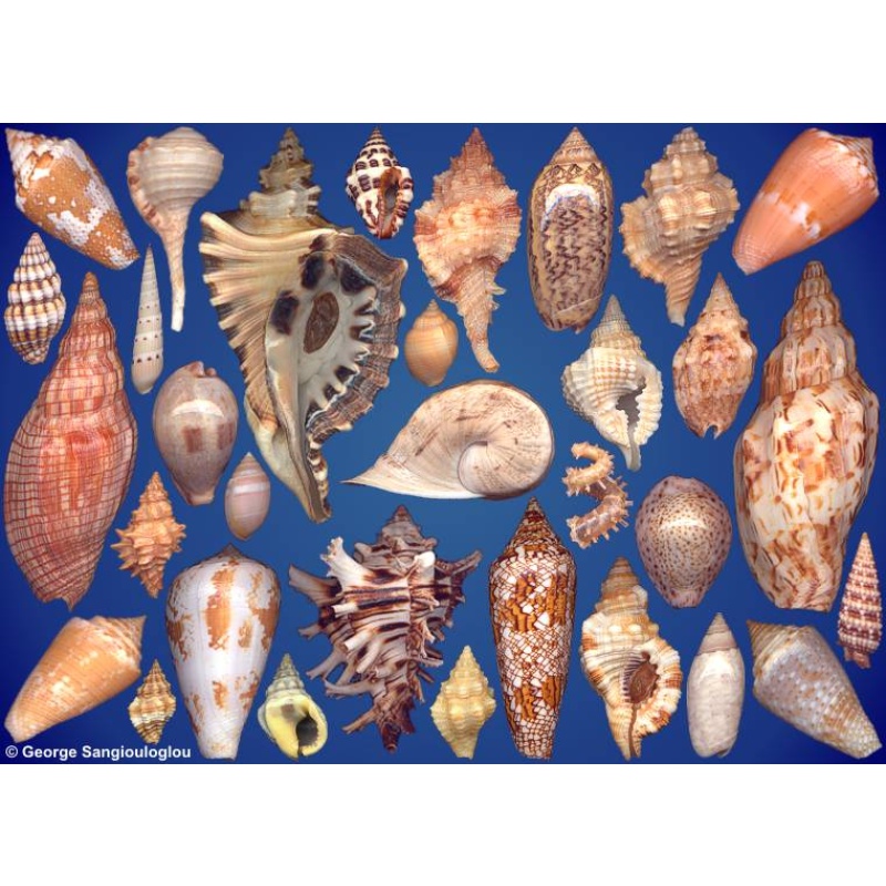 Seashells composition from auction June 2025
