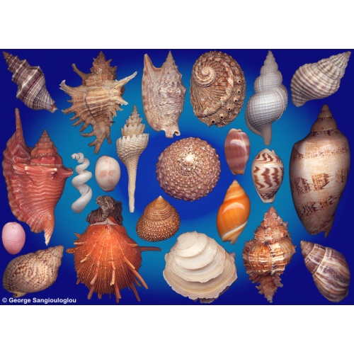 Seashells composition from auction June 2026