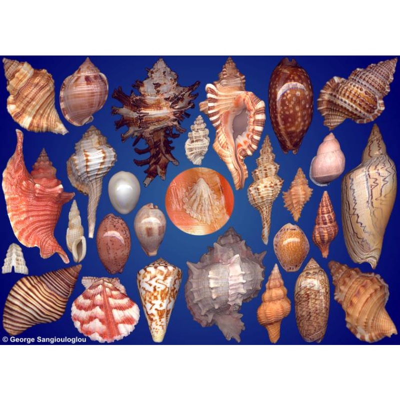 Seashells composition from auction March 2024