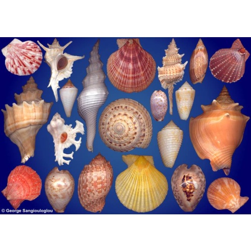 Seashells composition from auction March 2025