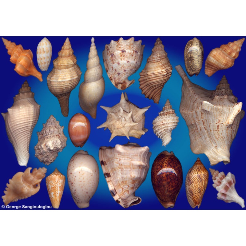 Seashells composition from auction March 2026