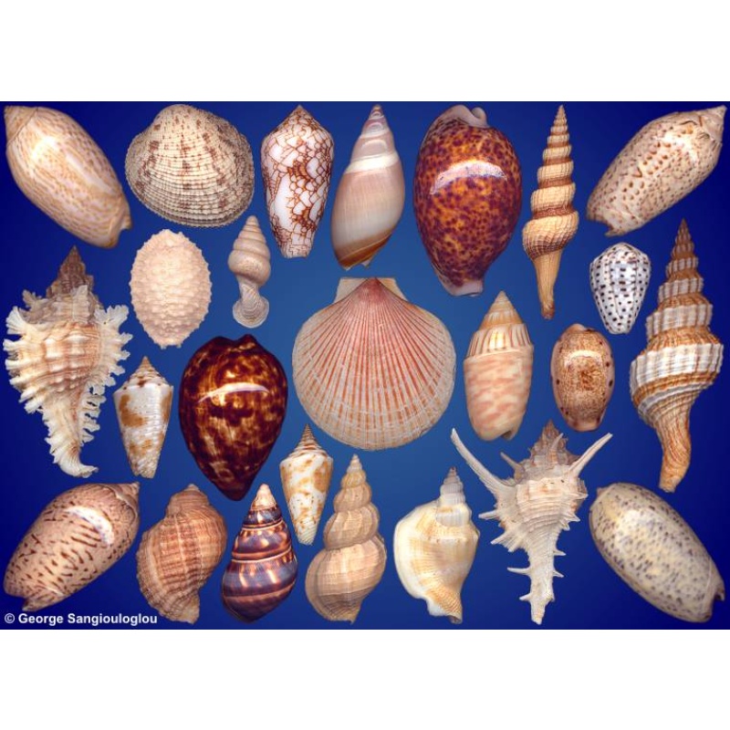 Seashells composition from auction May 2024