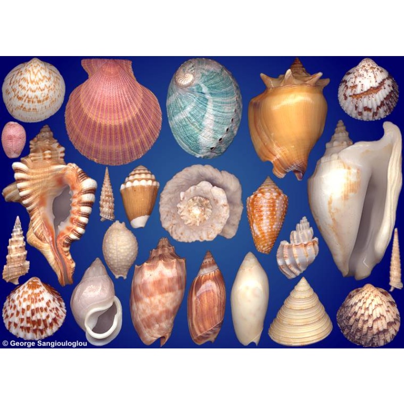 Seashells composition from auction May 2025