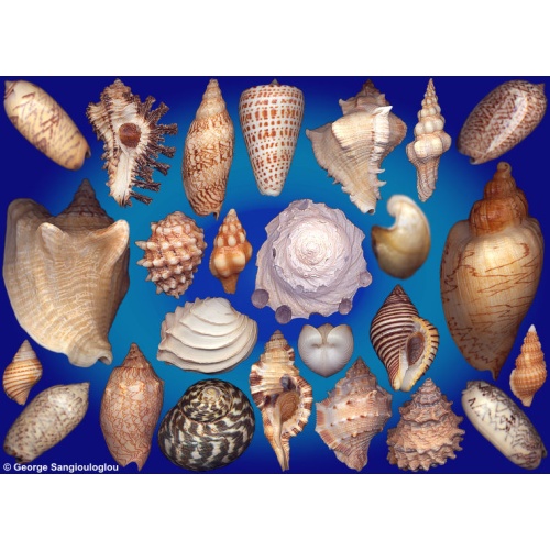 Seashells composition from auction May 2026