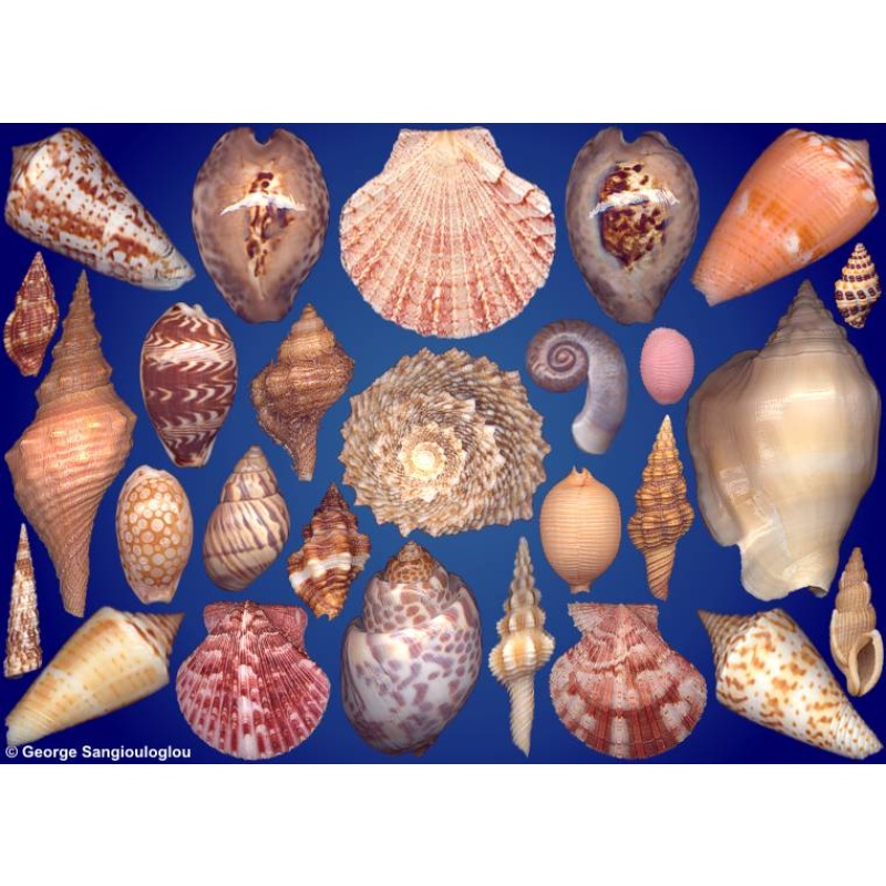 Seashells composition from auction November 2024