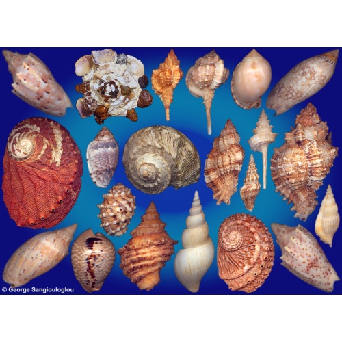 Seashells composition from auction November 2025