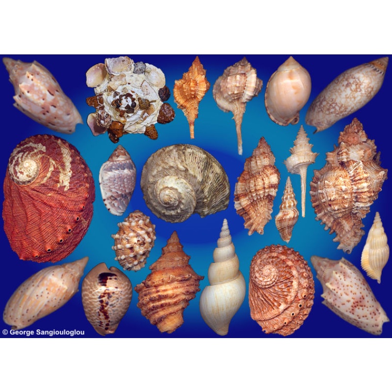 Seashells composition from auction November 2025