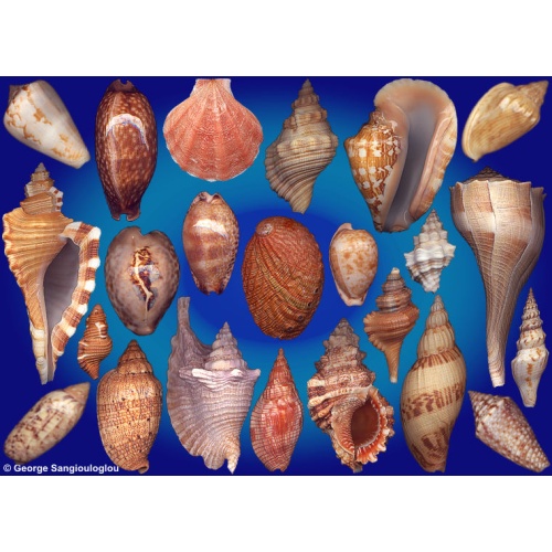 Seashells composition from auction November 2026