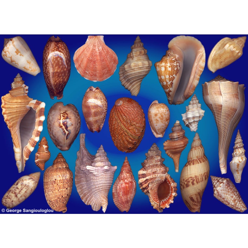 Seashells composition from auction November 2026