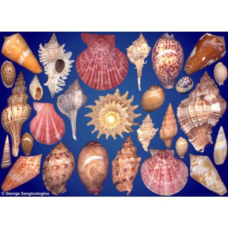 Seashells composition from auction October 2024