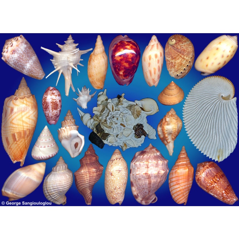 Seashells composition from auction October 2025
