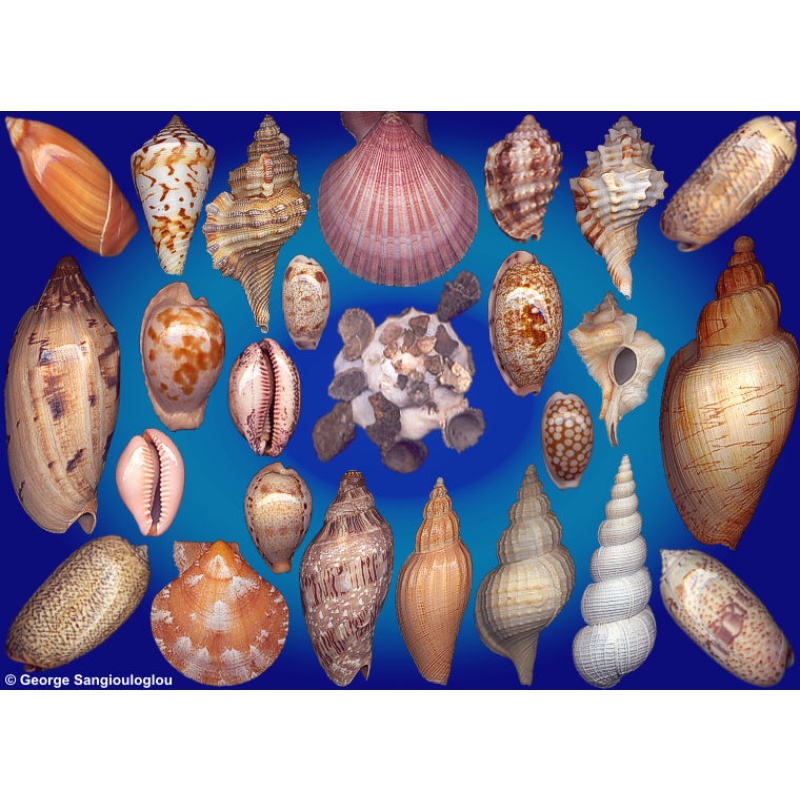 Seashells composition from auction October 2026
