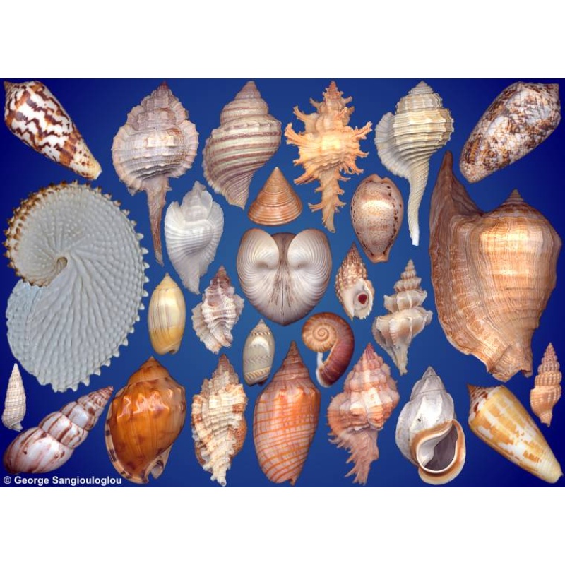 Seashells composition from auction September 2024