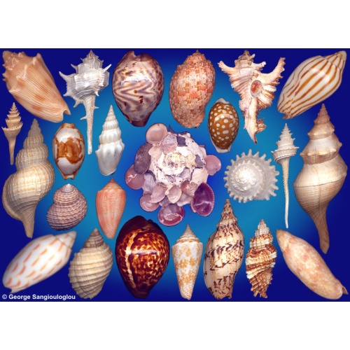 Seashells composition from auction September 2025